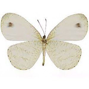 LEPTOSIA ALCESTA INALCESTA